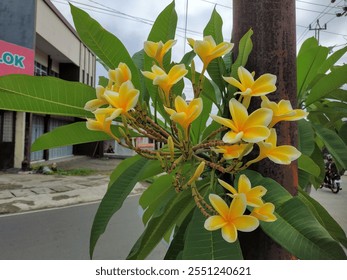 Yellow frangipani flowers bloom vibrantly on a tree by the roadside, surrounded by lush green leaves, against an urban backdrop. - Powered by Shutterstock