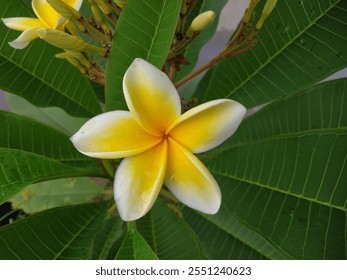 Yellow frangipani flowers bloom vibrantly on a tree by the roadside, surrounded by lush green leaves, against an urban backdrop. - Powered by Shutterstock