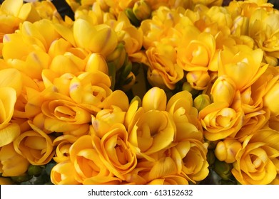 Yellow Freesia 