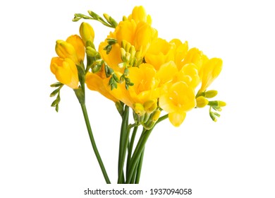 Fleur Jaune Images Photos Et Images Vectorielles De Stock Shutterstock