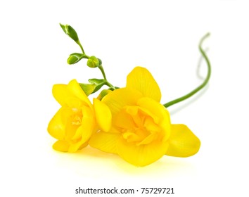 Yellow Freesia On White