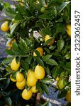 yellow fresh ripe fruit of Tavares limequat shrub