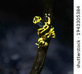 Yellow frog on a tree branch