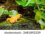 The yellow frog is one of the most dangerous poisonous species