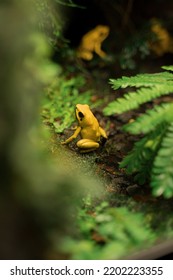 Yellow Frogs In The Forest