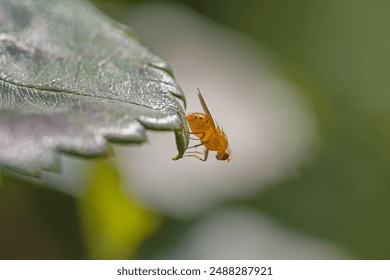 a yellow fruit fly on a leaf in front of a blurred background