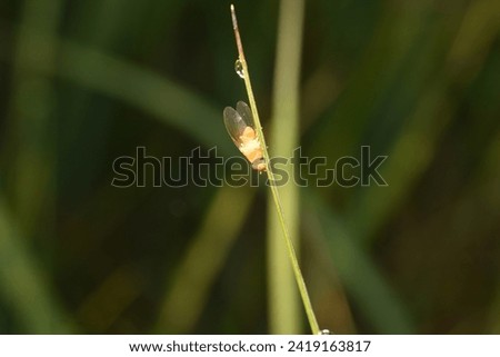 A yellow fruit fly sits on a grass stem.