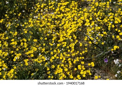 Yellow Frying Pan Poppies (Eschscholzia Lobbii), CA