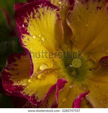 yellow and fuchsia primrose in the foreground with water drops on the petals