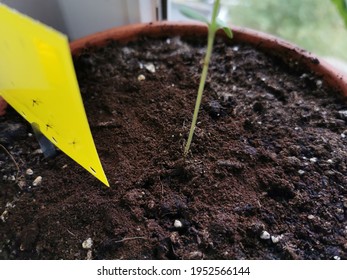 A Yellow Fungus Gnat Fly Trap In A Plant Pot.