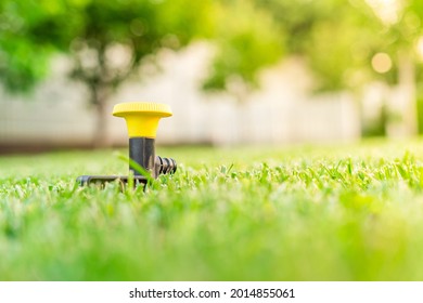 Yellow Fungus Lawn Sprinkler Installed In The Lawn