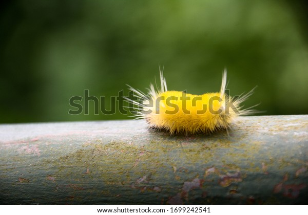 Yellow Fuzzy Caterpillar Close Stock Photo Edit Now 1699242541