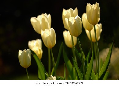 Yellow Garden Flowers Growing Against A Black Background. Closeup Of Didiers Tulip From The Tulipa Gesneriana Species With Vibrant Petals And Green Stems Blooming In Nature On A Day In Spring