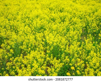 yellow garden flowers on green blur background in summer meadow