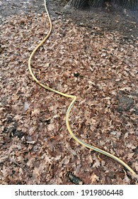 A Yellow Garden Hose On Old Oak Leaves In Winter.