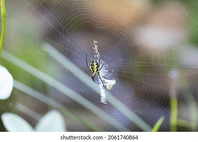 Yellow Garden Spider With Bug