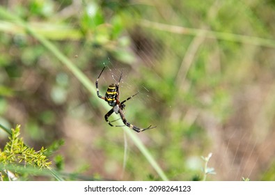 Yellow Garden Spider On Spider Web