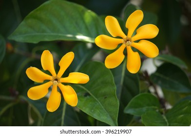 Yellow Gardenia Flower, Gardenia Carinata Wallich
