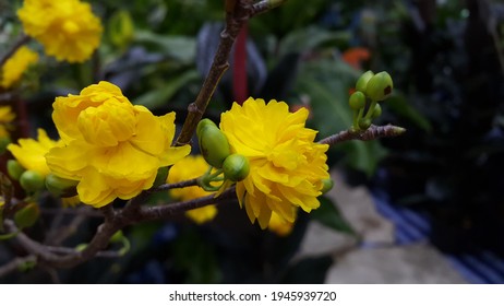 Yellow Gardenia Hybrid Close-up Picture