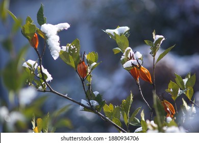 Yellow Gardenia In The Sun After Snow