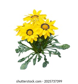 Yellow gazania flower plant isolated on white background - Powered by Shutterstock