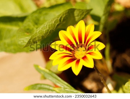 Yellow Gazania or Treasure flower in full bloom, Gazania rigens or Gazania splendens.