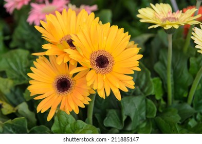 Yellow Gerbera