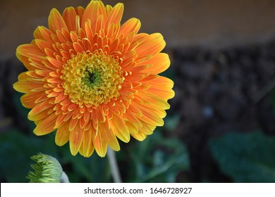 Gerbera 雏菊 の画像 写真素材 ベクター画像 Shutterstock