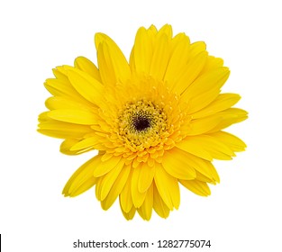 Yellow gerbera flower isolated on a white background with clipping path. - Image