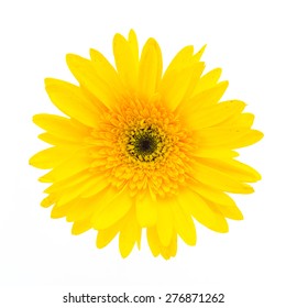 Yellow gerbera flower isolated on white background