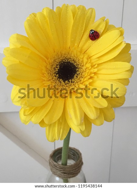 Yellow Gerbera Flower Vase Ladybug White Stock Photo Edit Now