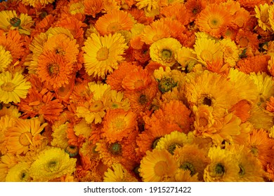 Yellow Gerbera Flowers, The Gerbera Daisy Symbolizes Purity, Innocence, And Beauty. The Most Significant Characteristic Of This Flower Is Its Radiant Colors, Which Represent Energy And Rejuvenation