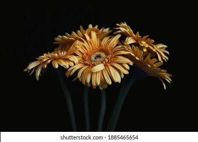 Yellow gerberas in beautiful bouquet on black background