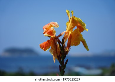 A Yellow German Iris Flower