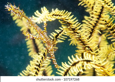 Yellow Ghost Pipefish