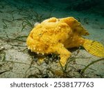 Yellow Giant Frogfish, Antennarius commerson, Puerto Galera, Philippines. They come in almost every color except blue