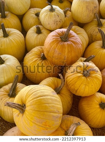 Yellow giant pumpkins at the farm.