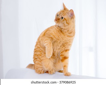 yellow ginger cat pet
