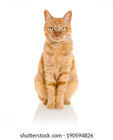 yellow ginger cat pet isolated 