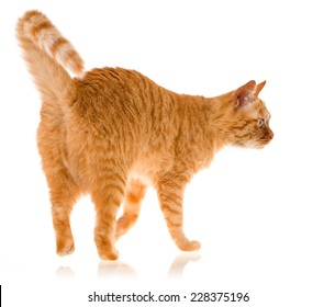 Yellow Ginger Cat Pet Isolated 