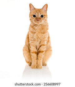 Yellow Ginger Cat Pet Isolated 