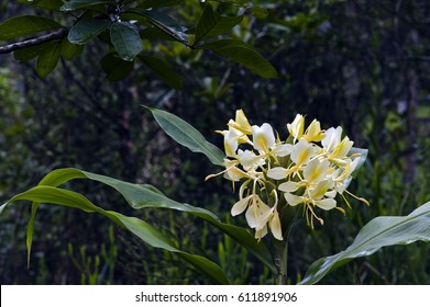 Yellow Ginger Lily High Res Stock Images Shutterstock