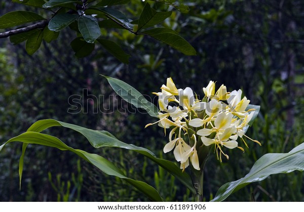 Yellow Ginger Lily Hedychium Flavescens Flower Stock Photo Edit Now