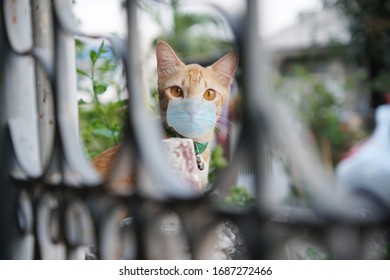 Download Kitten Staring Straight Yellow Images Stock Photos Vectors Shutterstock PSD Mockup Templates