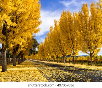 Tree Lined Driveway Images Stock Photos Vectors Shutterstock