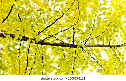 Gingko Tree Images, Stock Photos & Vectors | Shutterstock