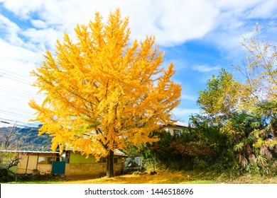 Yellow Ginkgo Tree In Chichibu