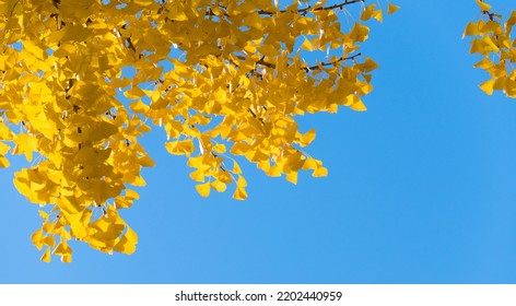 Yellow ginkgo tree on blue sky in autumn with copy space background.