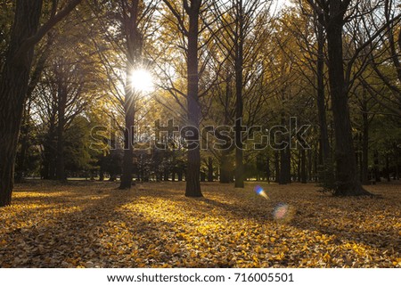 Similar – Herbstspaziergang mit Hund