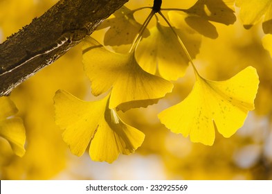 Yellow Ginko Biloba Leaves On The Branch